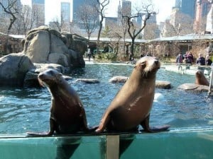 central-park-zoo